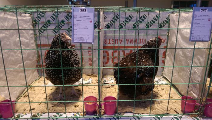IMAG1723 - Expozitia Suceava editia -XIV-a ianuarie 2016