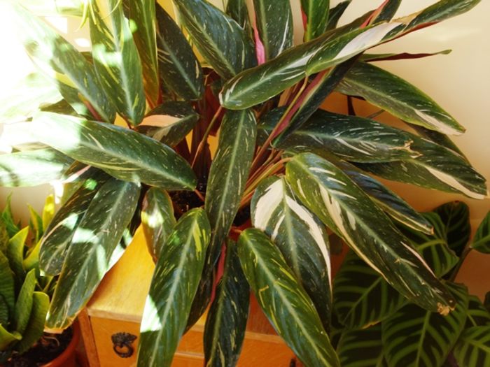 ian.  2016, marantacee in mijlocul iernii (12) - marantaceae