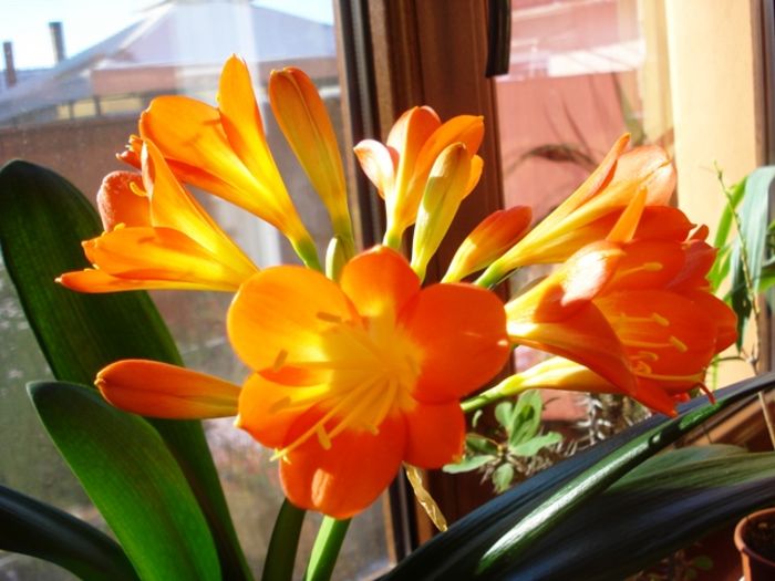 inflorire obisnuita (4) - clivia in 2016