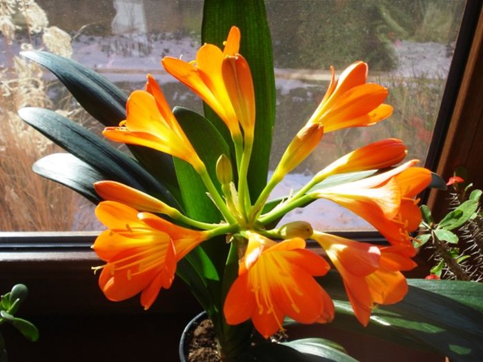 inflorire obisnuita (5) - clivia in 2016