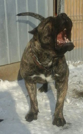  - Presa canario - Barbara