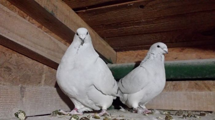 F-2015-10644&F-2015-4384