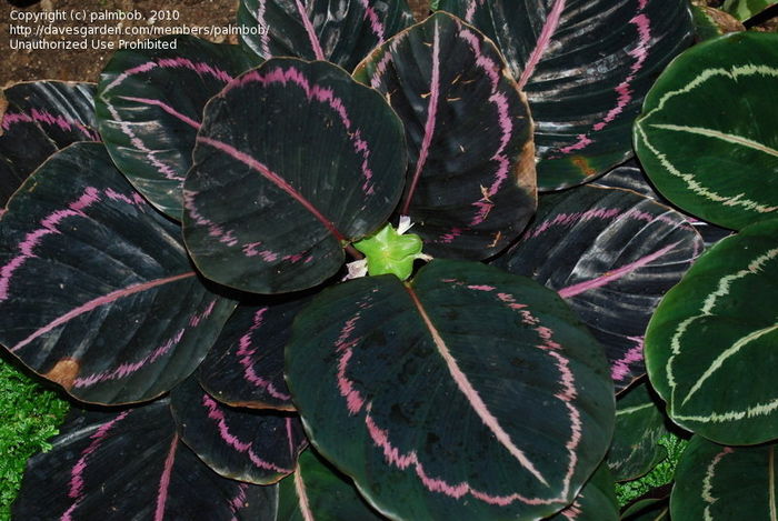 dottie - VAND CALATHEA 2016