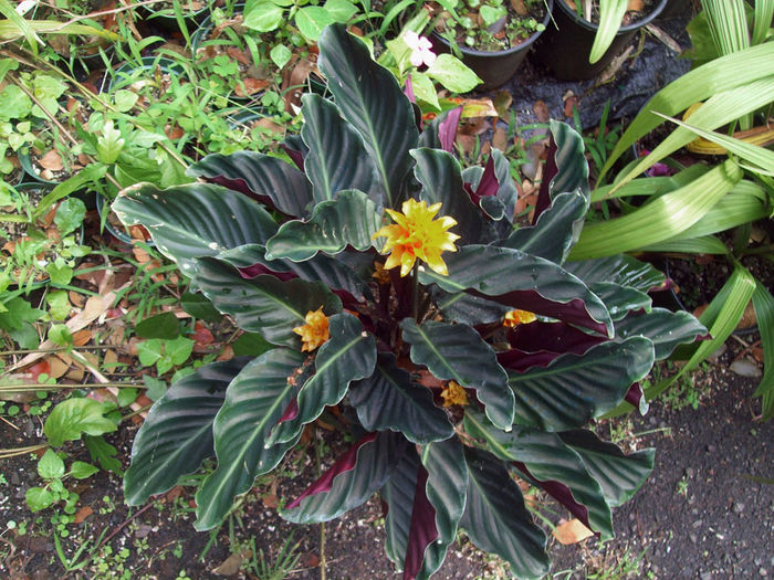 Calathea_crocata