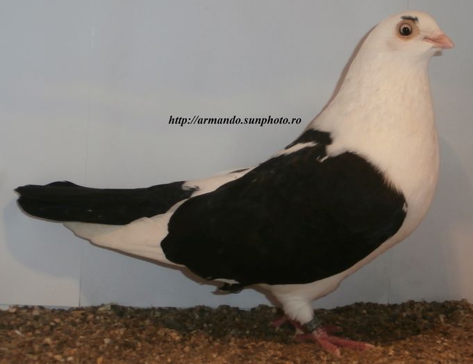  - D- Baltati pe Negru