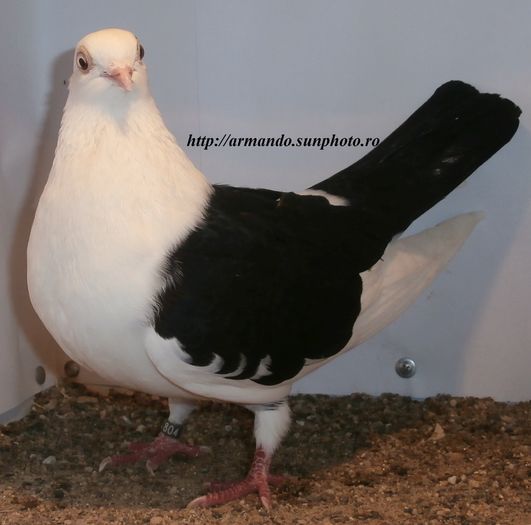  - D- Baltati pe Negru
