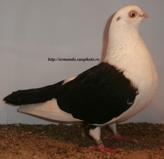  - D- Baltati pe Negru