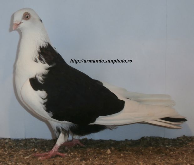  - D- Baltati pe Negru