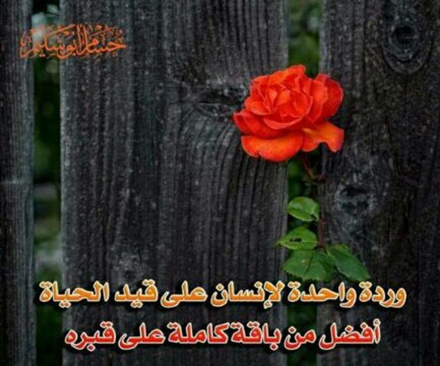 IMG-20140208-WA0003 - Poze 2015