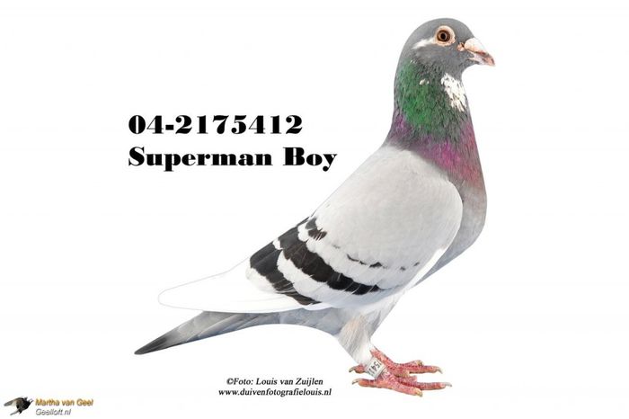 Superman Boy - cuplu 1