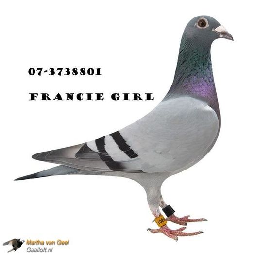 Francie girl - cuplu 4