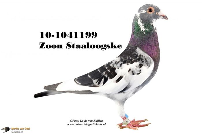 Zoom Staaloogske - cuplu 5