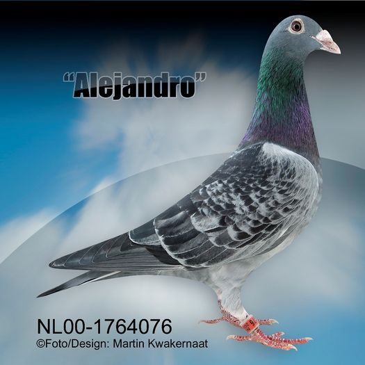 Alejandro - cuplu 5