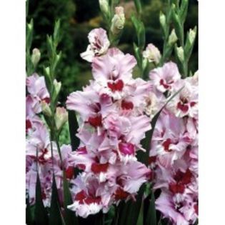 ach-gladioli-that-s-love - Achizitii primavara 2016