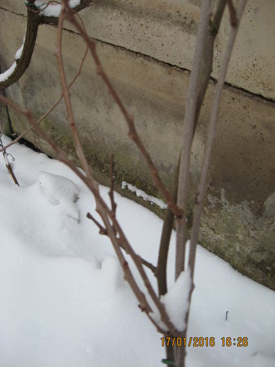 In sfirsit a venit iarna si la noi...