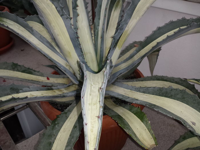 Agave americana mediopicta alba