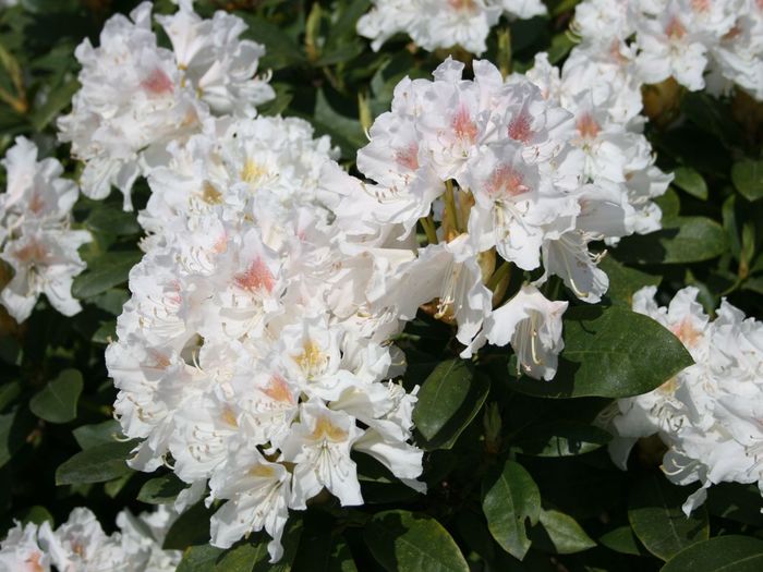 rhododendron-cunninghams-white-m002324_h_0 - Achizitii  toamna 2015