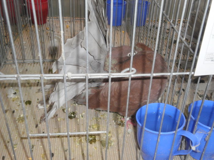 P1210032 - Expo-Constanta 2016