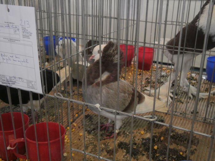 P1210028 - Expo-Constanta 2016