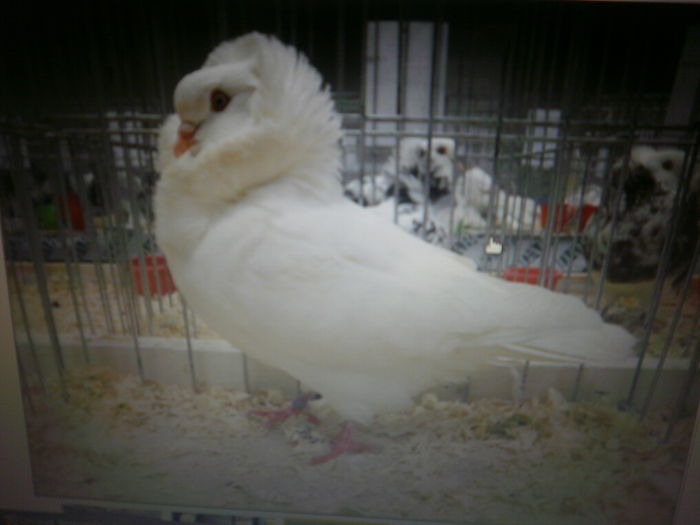 P1180003 - Expo-Constanta 2016