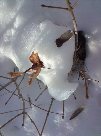 DSC01769 - Miniaturi de iarna