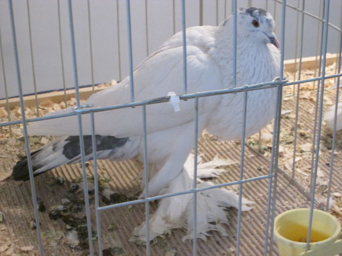 EXPOZITIE 22-24 IAN 2016