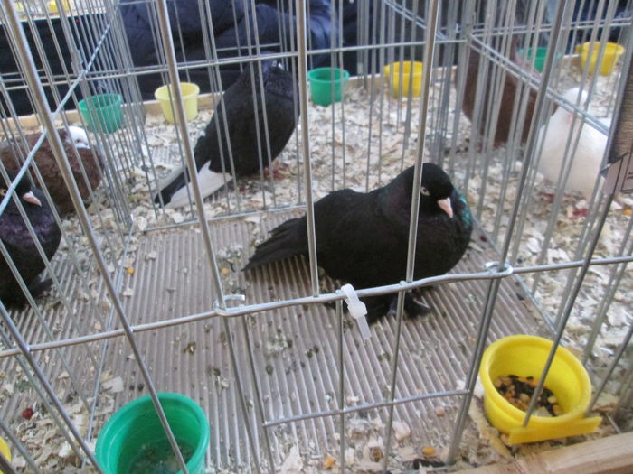 EXPOZITIE 22-24 IAN 2016