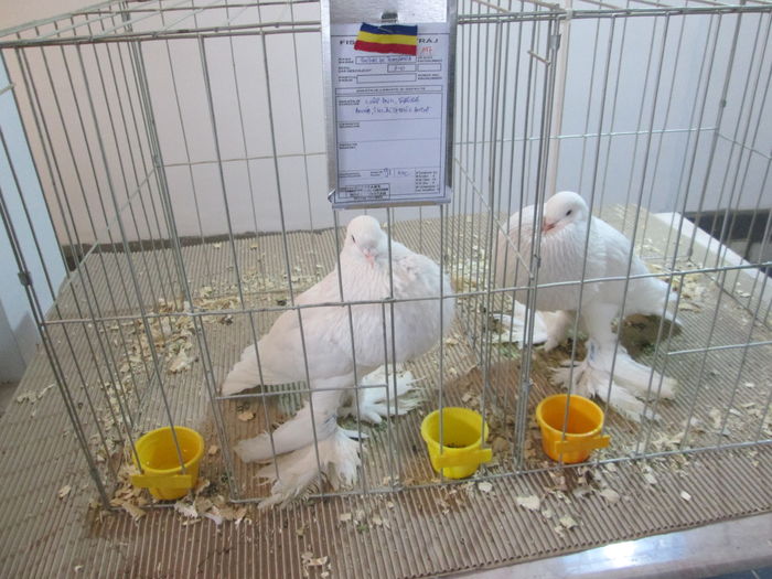 EXPOZITIE 22-24 IAN 2016