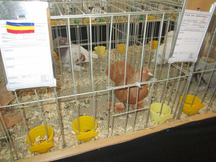 EXPOZITIE 22-24 IAN 2016