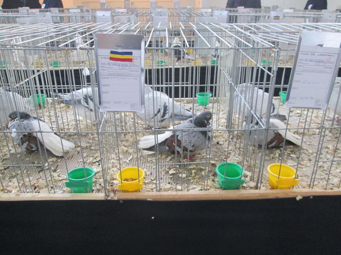 EXPOZITIE 22-24 IAN 2016