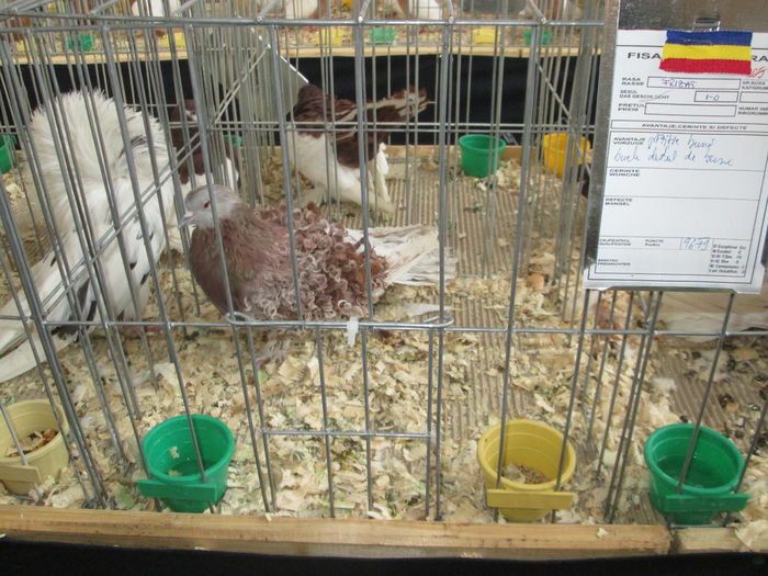 EXPOZITIE 22-24 IAN 2016