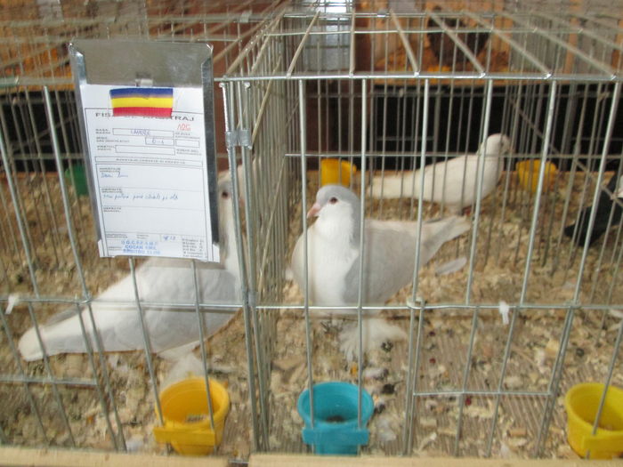 EXPOZITIE 22-24 IAN 2016