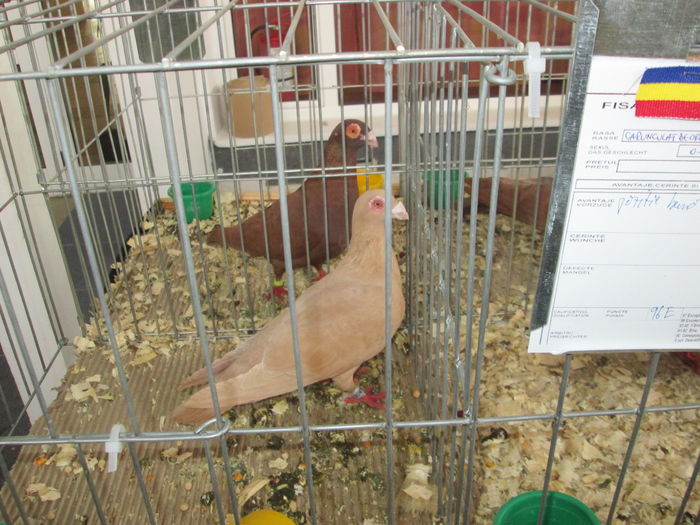 EXPOZITIE 22-24 IAN 2016