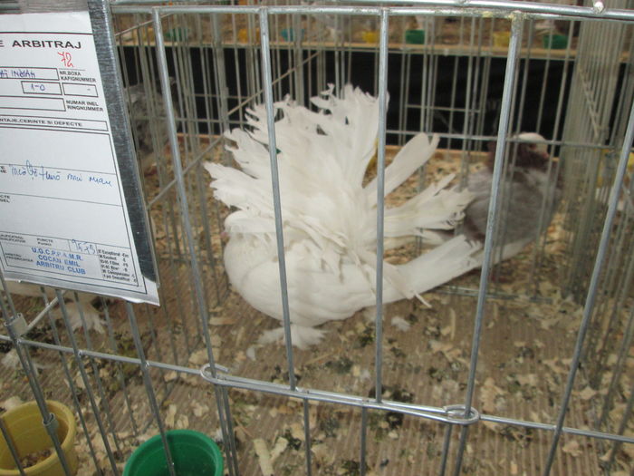 EXPOZITIE 22-24 IAN 2016