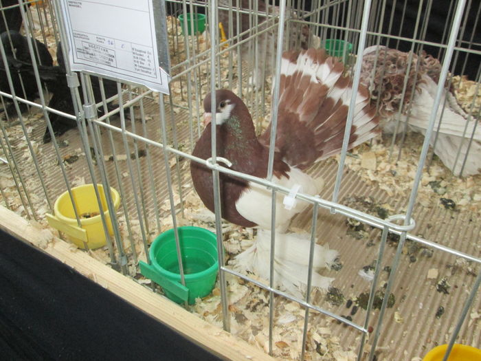 EXPOZITIE 22-24 IAN 2016