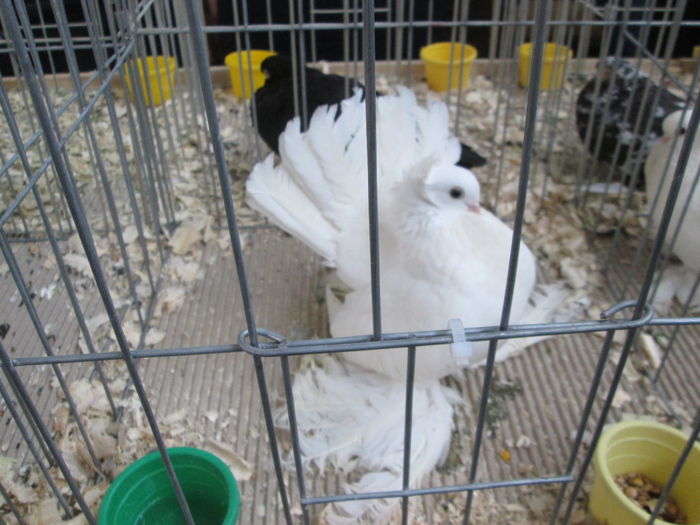 EXPOZITIE 22-24 IAN 2016