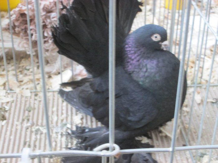 EXPOZITIE 22-24 IAN 2016