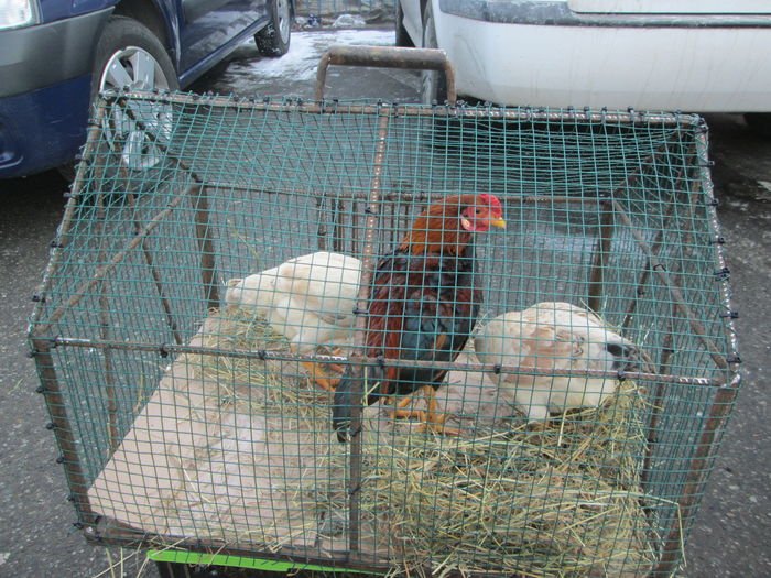 TARG IN AER LIBER BISTRITA - EXPOZITIA COLUMBOFILA FILIP CRISTIAN PETRU EDITIA IV 22 24 IAN 2016 BISTRITA