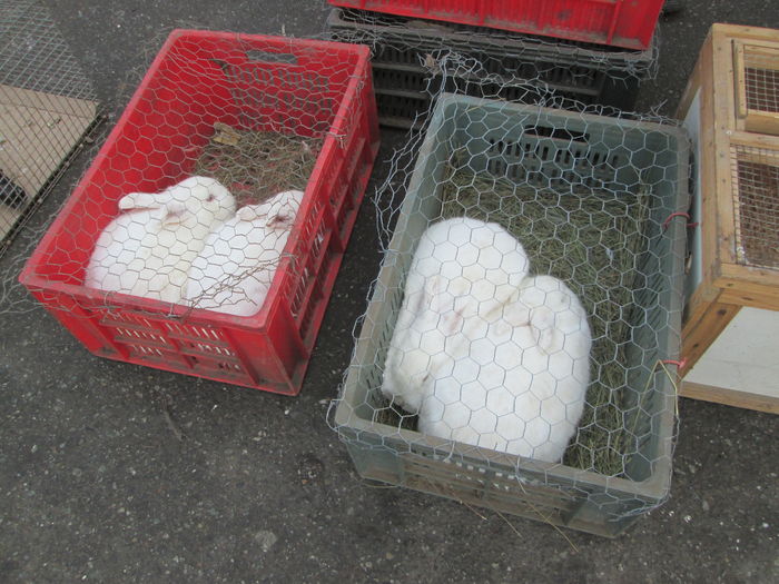 IMG_2635 - EXPOZITIA COLUMBOFILA FILIP CRISTIAN PETRU EDITIA IV 22 24 IAN 2016 BISTRITA