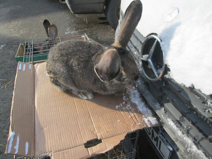 TARG IN AER LIBER BISTRITA - EXPOZITIA COLUMBOFILA FILIP CRISTIAN PETRU EDITIA IV 22 24 IAN 2016 BISTRITA