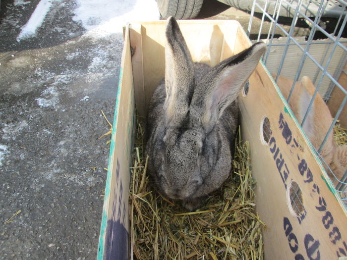 IMG_2645 - EXPOZITIA COLUMBOFILA FILIP CRISTIAN PETRU EDITIA IV 22 24 IAN 2016 BISTRITA