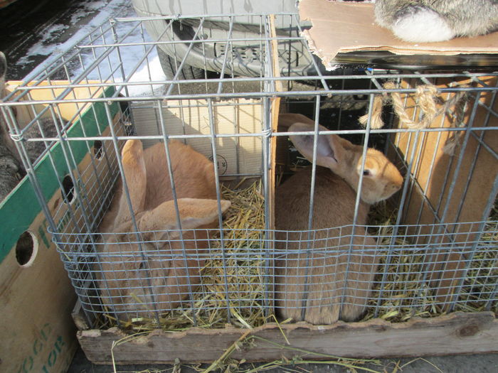 IMG_2646 - EXPOZITIA COLUMBOFILA FILIP CRISTIAN PETRU EDITIA IV 22 24 IAN 2016 BISTRITA