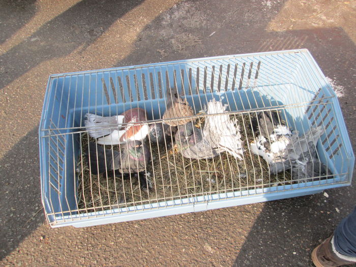 IMG_2649 - EXPOZITIA COLUMBOFILA FILIP CRISTIAN PETRU EDITIA IV 22 24 IAN 2016 BISTRITA