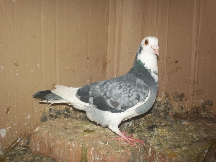 M 2015 - 20 PORUMBEI VANDUTI