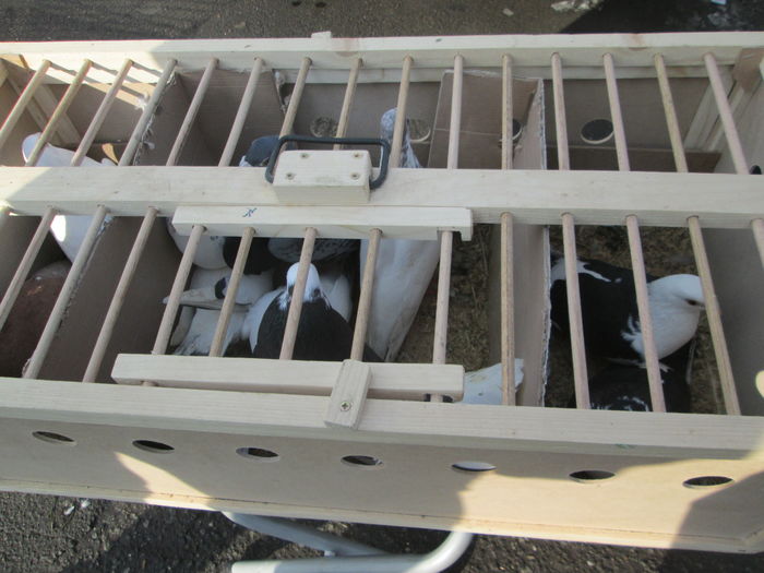 IMG_2656 - EXPOZITIA COLUMBOFILA FILIP CRISTIAN PETRU EDITIA IV 22 24 IAN 2016 BISTRITA