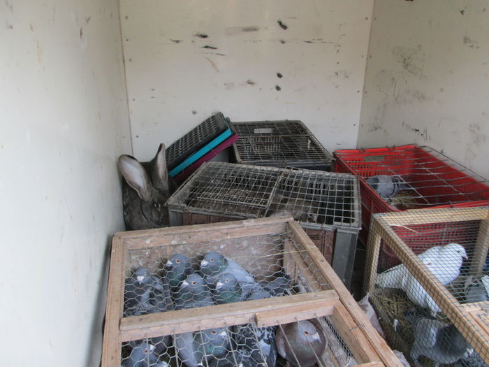 TARG IN AER LIBER BISTRITA - EXPOZITIA COLUMBOFILA FILIP CRISTIAN PETRU EDITIA IV 22 24 IAN 2016 BISTRITA