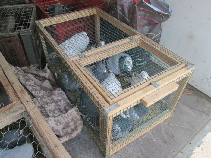 IMG_2659 - EXPOZITIA COLUMBOFILA FILIP CRISTIAN PETRU EDITIA IV 22 24 IAN 2016 BISTRITA