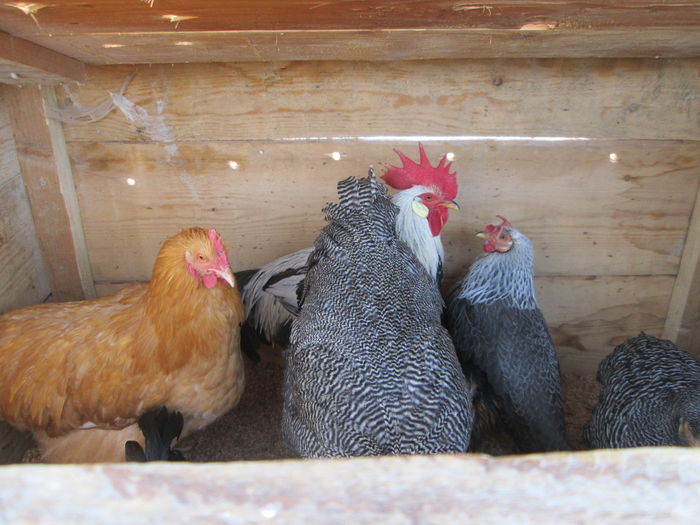 TARG IN AER LIBER BISTRITA - EXPOZITIA COLUMBOFILA FILIP CRISTIAN PETRU EDITIA IV 22 24 IAN 2016 BISTRITA