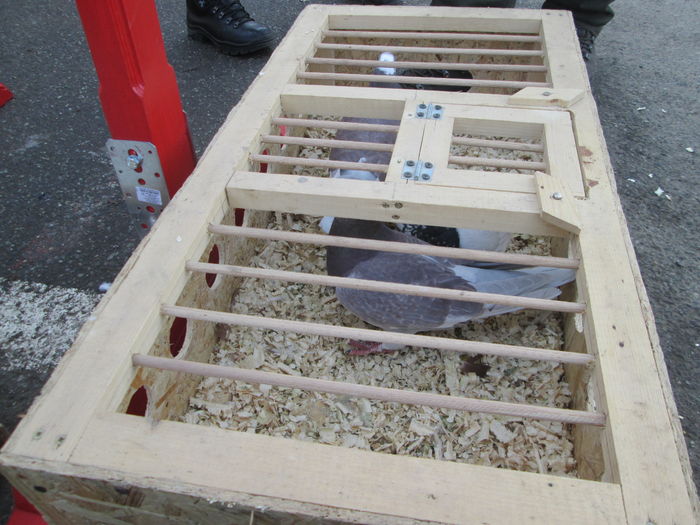 IMG_2666 - EXPOZITIA COLUMBOFILA FILIP CRISTIAN PETRU EDITIA IV 22 24 IAN 2016 BISTRITA