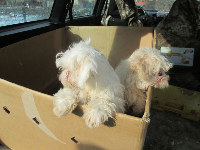 TARG IN AER LIBER BISTRITA - EXPOZITIA COLUMBOFILA FILIP CRISTIAN PETRU EDITIA IV 22 24 IAN 2016 BISTRITA